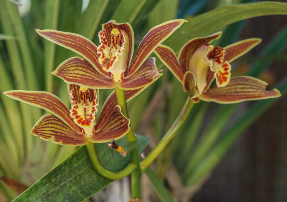 黃嬋蘭。李劍武攝