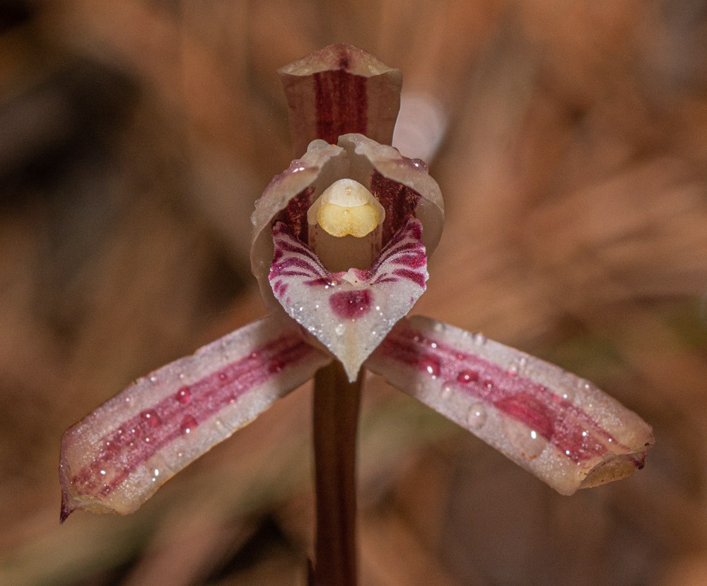 大根蘭。葉超攝