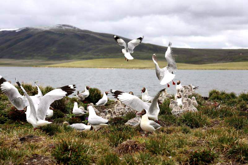 棲息的候鳥。