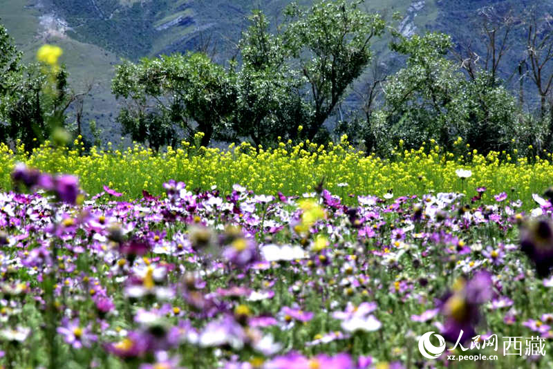 油菜花與格?；ㄏ嘤吵扇ぁＨ嗣窬W(wǎng) 李海霞攝