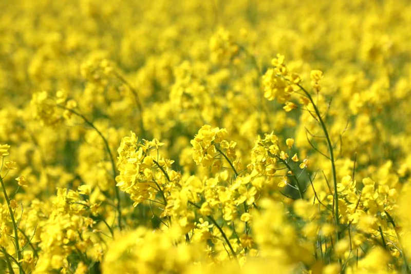 油菜花盛開(kāi)。洛克攝