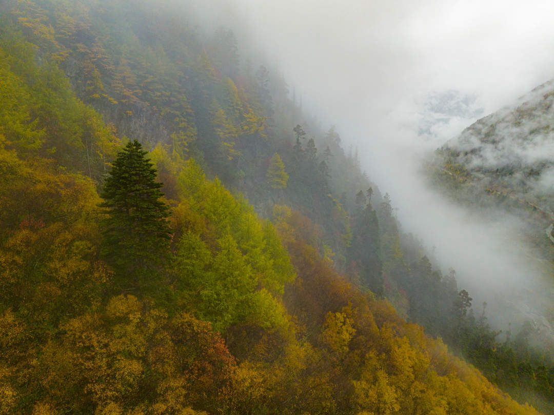 云纏霧繞，層林盡染。
