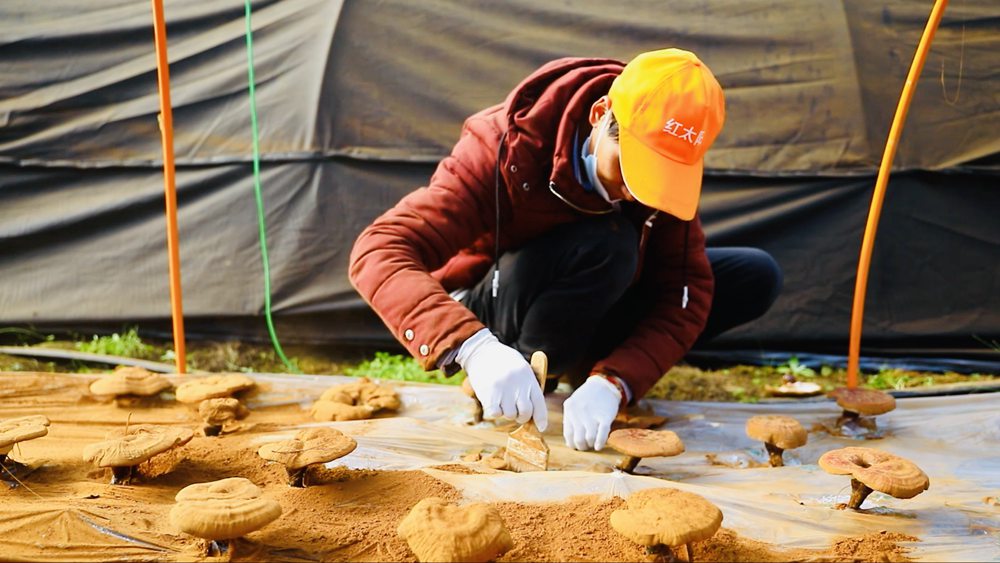 采收靈芝孢子粉。