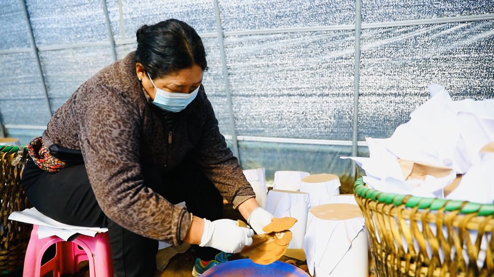 采收靈芝孢子粉。