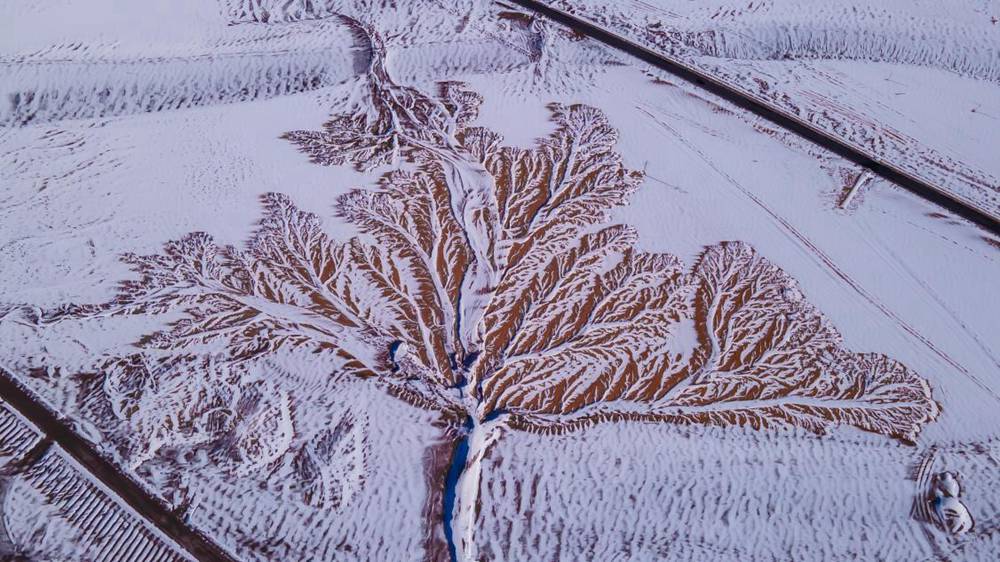 雪中“大樹”。邊巴多吉攝