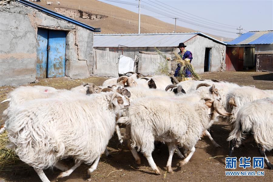 (脫貧攻堅(jiān))(11)從貧困戶(hù)到致富能人——藏族村民宋天柱“變身”記