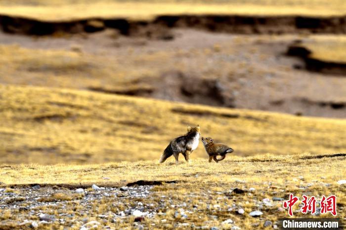 來自媽媽的愛！高原藏狐母子嬉戲畫面暖人心