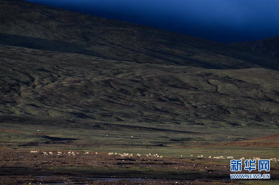 （圖文互動）（3）可可西里加強保護(hù) 十多年未聞盜獵槍聲