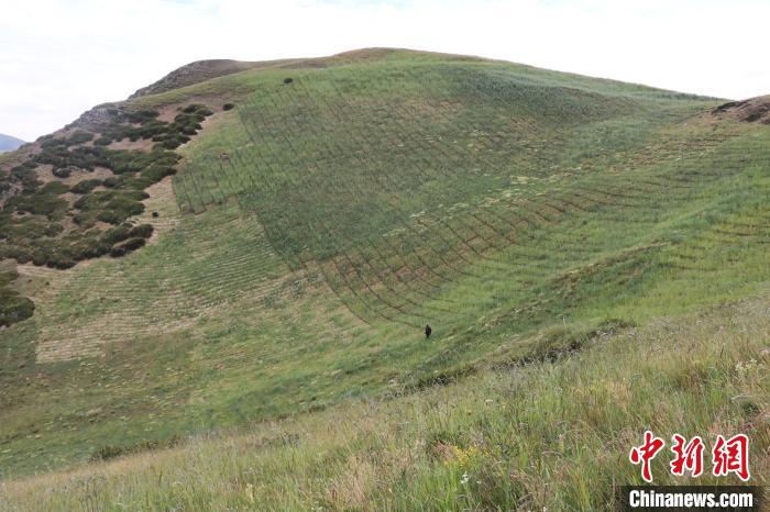 四川省阿壩州若爾蓋縣草原沙化治理后。若爾蓋縣林業(yè)和草原局供圖