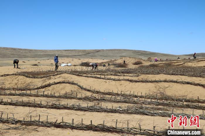 工作人員編織高山柳沙障。若爾蓋縣林業(yè)和草原局供圖