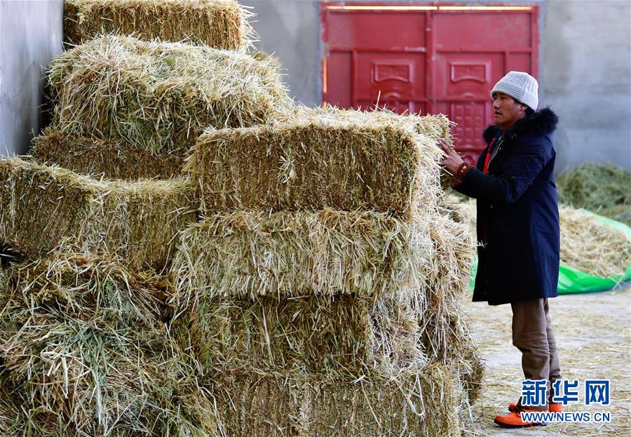 (圖文互動(dòng))(1)備足糧草好過(guò)冬——青海稱多縣采訪見聞