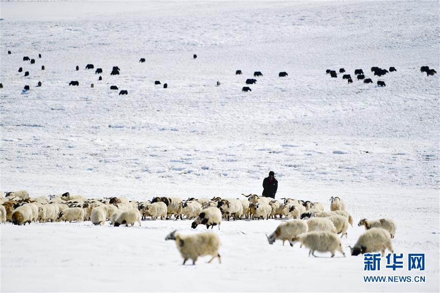 (圖文互動(dòng))(3)備足糧草好過(guò)冬——青海稱多縣采訪見聞