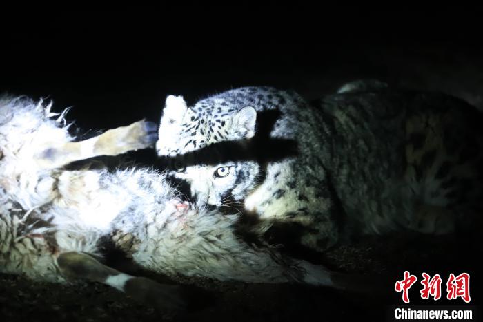 長江源、瀾滄江源啟動旗艦物種雪豹及棲息地保護項目