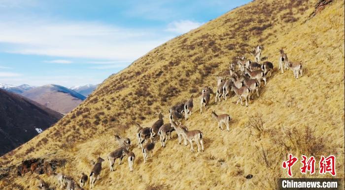三江源核心區(qū)現數百只野生巖羊群