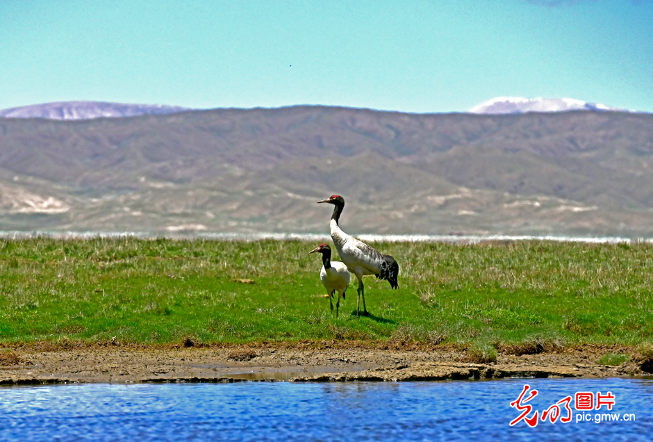 三江源國(guó)家公園正式設(shè)立，這是青海生態(tài)文明建設(shè)的新答卷