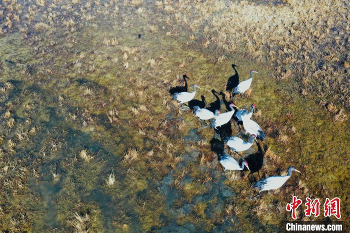 圖為黑頸鶴群在濕地中曬太陽(yáng)?！】姥?攝