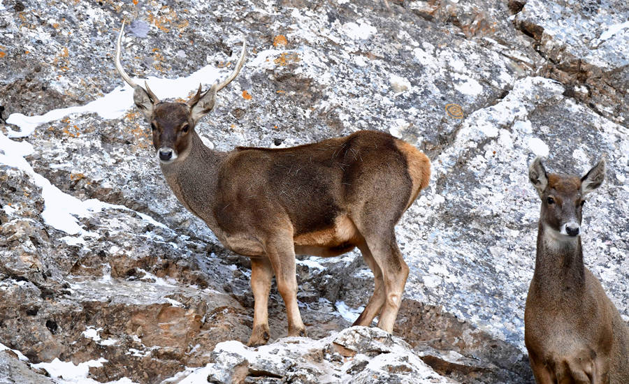 活躍在青海省海西州柏樹山的白唇鹿。巴圖那生攝