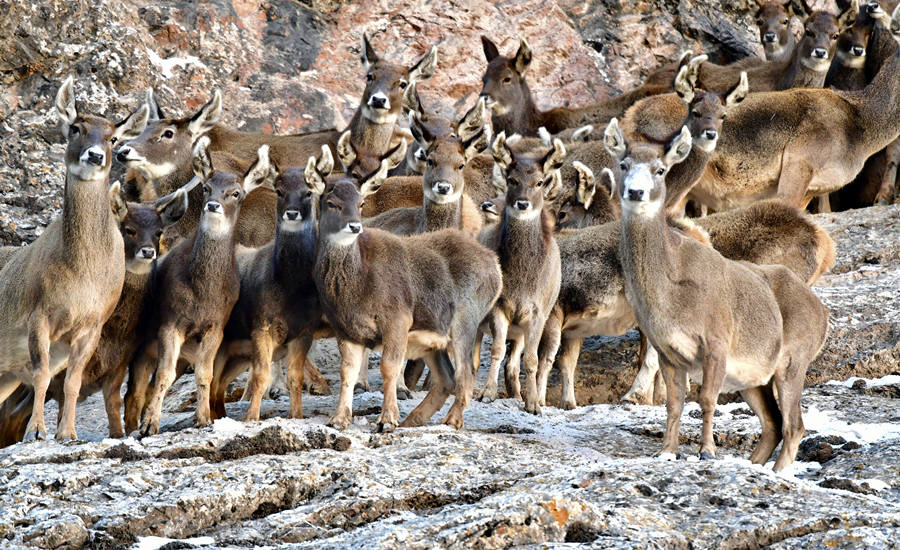 活躍在青海省海西州柏樹山的白唇鹿。巴圖那生攝