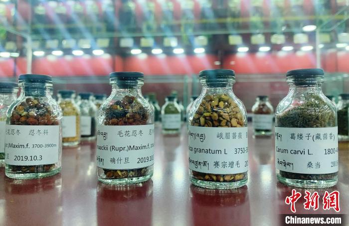 圖為海拔3500米以上珍貴草藥種子。　馬銘言 攝