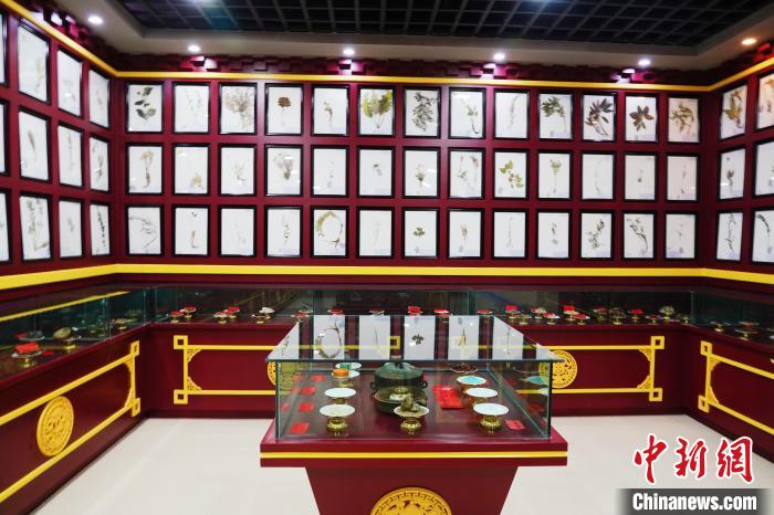 圖為藏藥臘葉標本?！●R銘言 攝