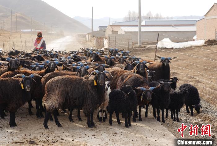 圖為牧民家的黑藏羊?！●R銘言 攝