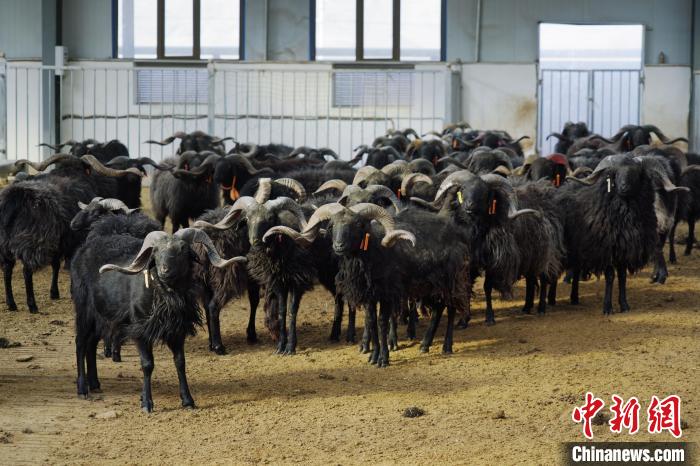 圖為黑藏羊?！●R銘言 攝