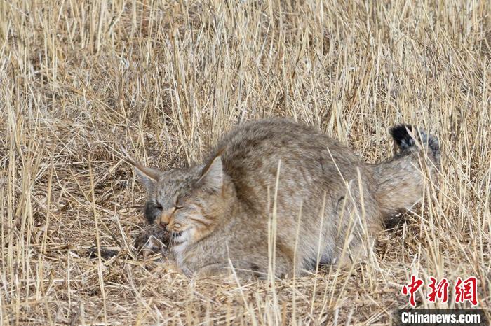 圖為拍攝到的荒漠貓。　許明遠(yuǎn) 攝