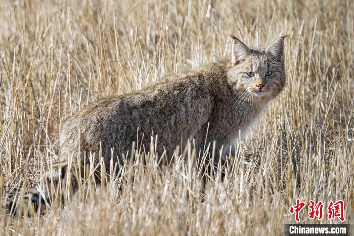 圖為拍攝到的荒漠貓?！≡S明遠(yuǎn) 攝