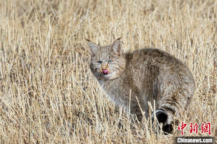 圖為拍攝到的荒漠貓?！O春生 攝
