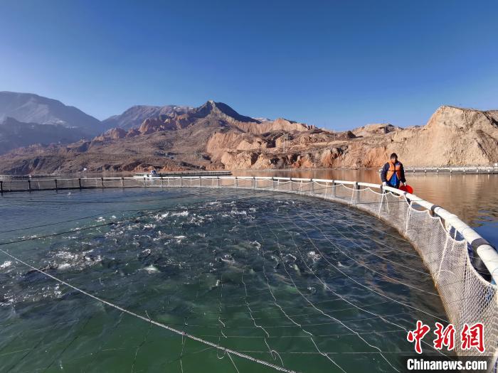 青海高原藏鄉(xiāng):黃河“牧場”里的打漁郎