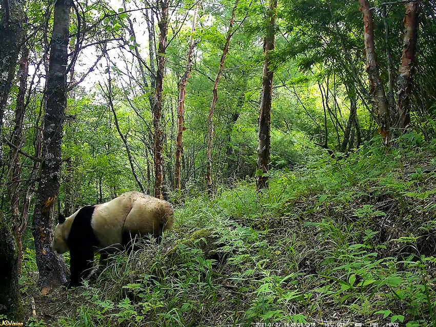 紅外相機(jī)拍攝到的野生大熊貓。平武縣融媒體中心供圖