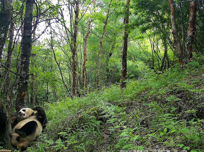 紅外相機(jī)拍攝到的野生大熊貓。平武縣融媒體中心供圖