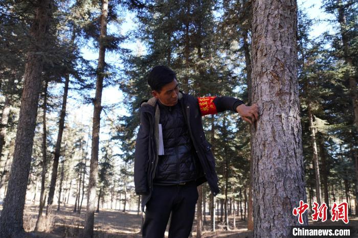 圖為桑杰加檢查林場(chǎng)樹木是否有病蟲害?！●R銘言 攝