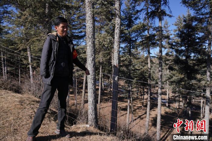 圖為桑杰加檢查林場防護(hù)網(wǎng)?！●R銘言 攝