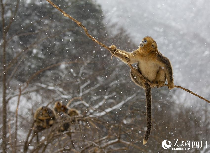 雪中嬉戲的川金絲猴。鐘歡攝
