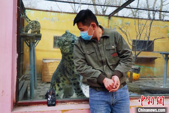 圖為雪豹“奶爸”史壽軍直播休息時與雪豹互動?！●R銘言 攝