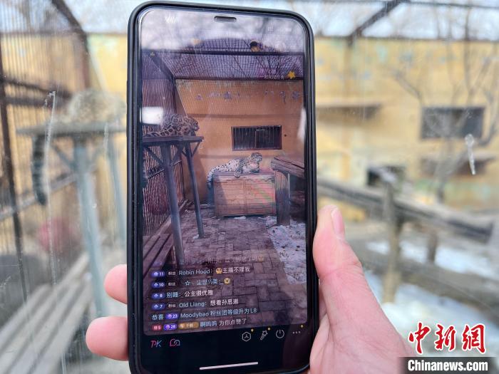 圖為雪豹“奶爸”史壽軍正在直播?！●R銘言 攝