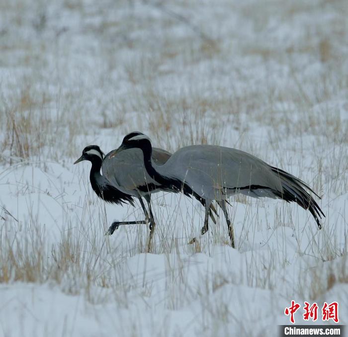 在若爾蓋濕地的蓑羽鶴。　尚東機 攝