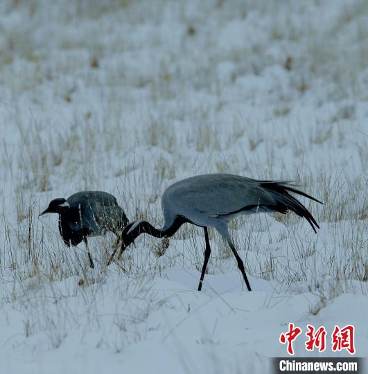 在若爾蓋濕地的蓑羽鶴?！∪魏吻?攝