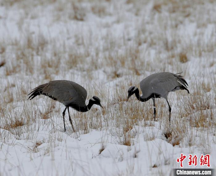 在若爾蓋濕地的蓑羽鶴?！∪魏吻?攝