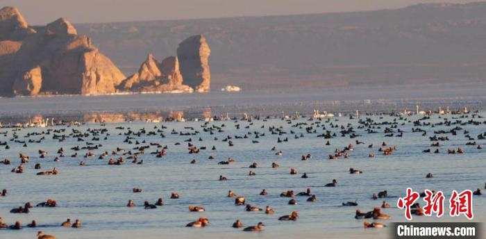 青海第41屆“愛鳥周”活動(dòng):線上開展提高公眾愛鳥意識(shí)