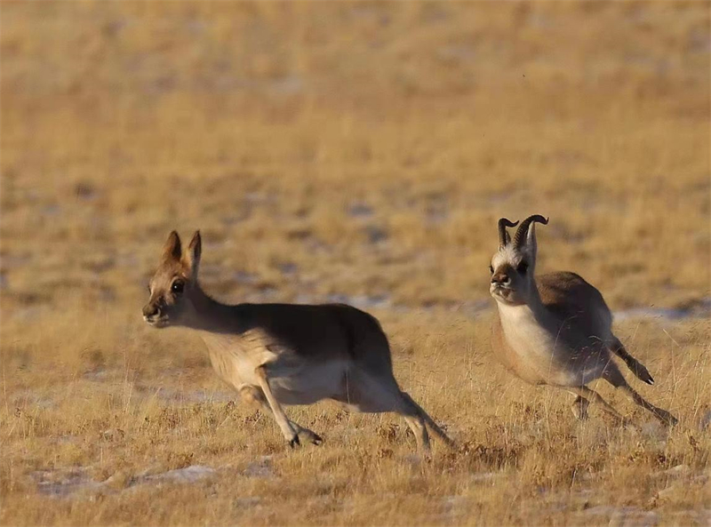 藏羚羊。圖片來源:農(nóng)牧民大自然攝影隊