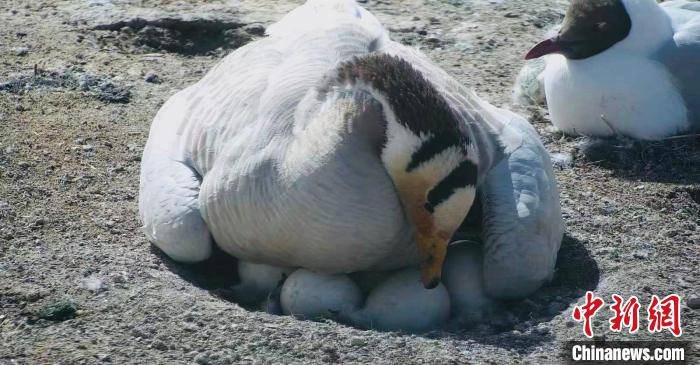圖為斑頭雁孵蛋?！【G色江河 供圖