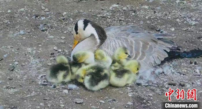 圖為斑頭雁母親和孩子們在一起。　綠色江河 供圖