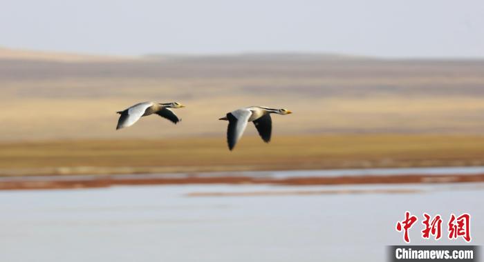 圖為飛翔的斑頭雁?！【G色江河 供圖