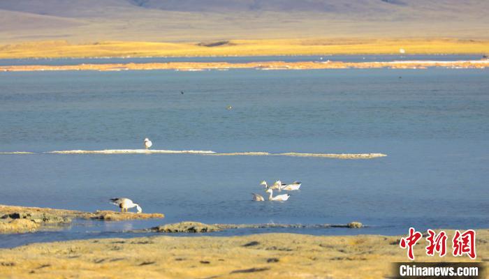 圖為斑頭雁在班德湖中休憩。　綠色江河 供圖