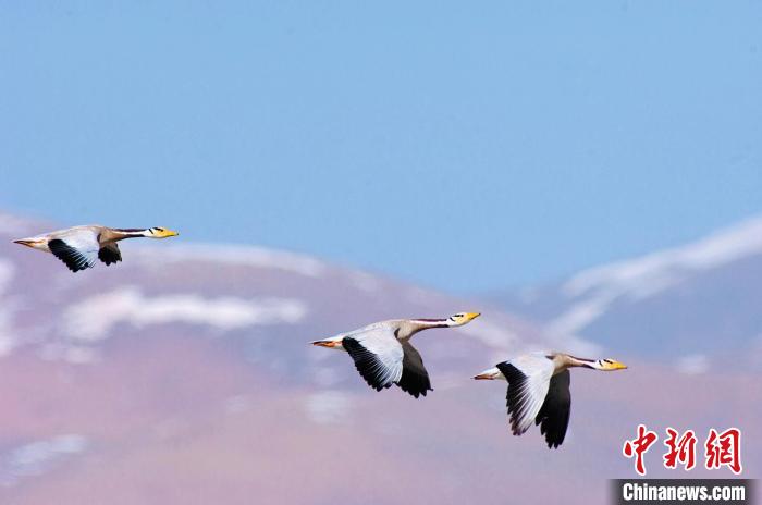 圖為斑頭雁在空中飛行?！【G色江河 供圖