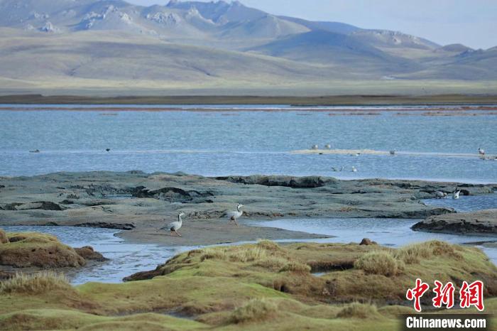 圖為斑頭雁在班德湖中覓食?！【G色江河 供圖