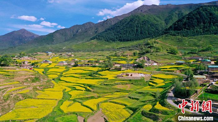 圖為加吾鄉(xiāng)的油菜花?！￡P(guān)卻才讓 攝