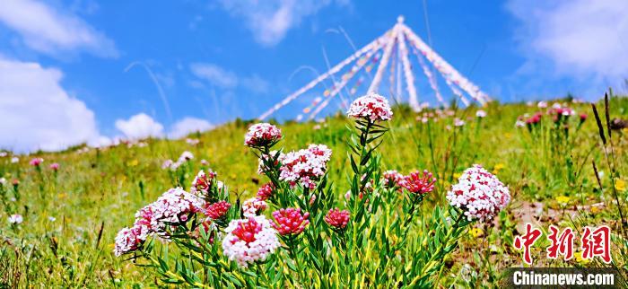 圖為草原一角?！?韓麗 　攝